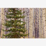 Confetti Print, Elk Mountain Range, Colorado