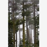 Forest in Fog Stock Image Oregon