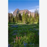 Three Fingered Jack 5 Stock Image Mt. Jefferson Wilderness, Oregon