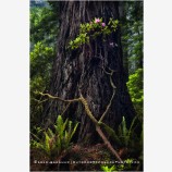 Living In Shadow Print, Redwood National Park, California