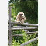 Gibbon 1 Stock Image