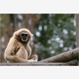 Gibbon 2 Stock Image