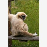 Gibbon 3 Stock Image