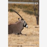 Gemsbok 1 Stock Image