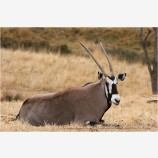 Gemsbok 2 Stock Image