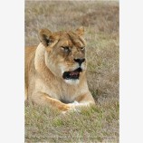 Lion 1 Stock Image