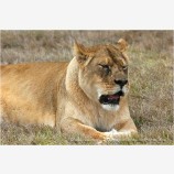 Lion 2 Stock Image