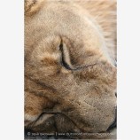 Lion 3 Stock Image