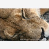 Lion 4 Stock Image