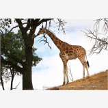 Giraffe 1 Stock Image