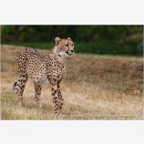 Cheetah 1 Stock Image
