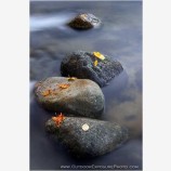 Leaves, Rocks, Water Stock Image