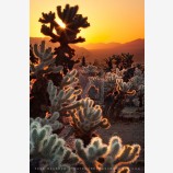 Cholla Sunrise Print, Joshua Tree, California