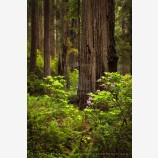 Deep Wood Print, Redwood National Park, California