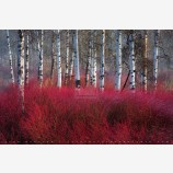 Red Willow Sea Print, Klamath Falls, Oregon