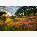 Remains Of The Day Print, Ashland, Oregon