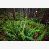 Twilight Grove Print, Redwood NP, California