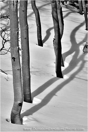 Rights Managed Stock Photo: Aspen Shadow Shapes