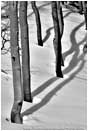 Print: Aspen Shadow Shapes