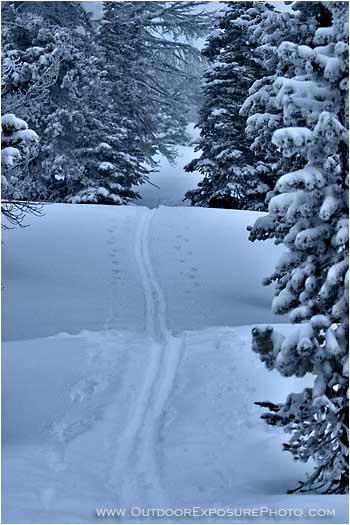 Print: Trail Break