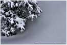 Rights Managed Stock Photo: Winter Texture