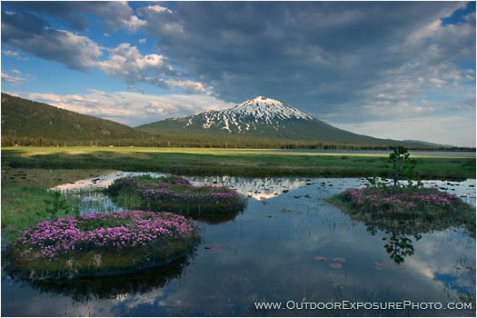 Royalty Free Stock Photo: Summer Bloom Below Mt. Bachelor