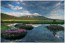Royalty Free Stock Photo: Summer Bloom Below Mt. Bachelor