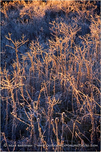 Royalty Free Stock Photo: Backlit Frosted Grassland