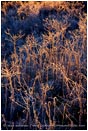 Royalty Free Stock Photo: Backlit Frosted Grassland