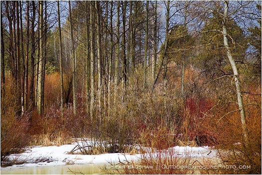 Royalty Free Stock Photo: Winter Aspen And Willows