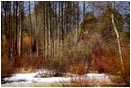 Royalty Free Stock Photo: Winter Aspen And Willows
