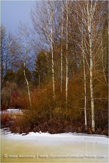 Royalty Free Stock Photo: Winter Aspen And Willows II