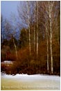 Royalty Free Stock Photo: Winter Aspen And Willows II