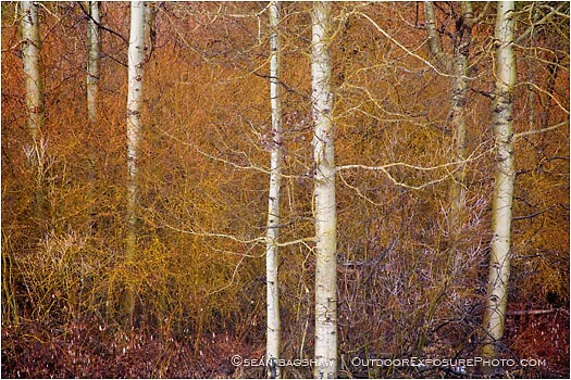 Rights Managed Stock Photo: Winter Aspen And Willows III