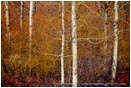 Rights Managed Stock Photo: Winter Aspen And Willows III