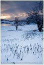 Royalty Free Stock Photo: Winter Snow 1