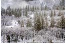 Winter Snow 5 Stock Image,