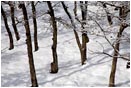 Winter Snow 6 Stock Image,