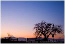 Royalty Free Stock Photo: Tree and Fence