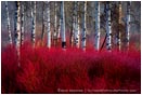 Print: Red Willow Sea