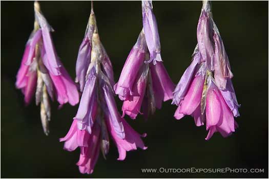 Royalty Free Stock Photo: Fishing Pole Flowers