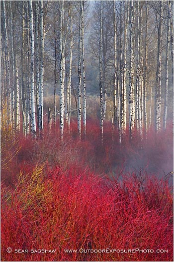Rights Managed Stock Photo: Crimson Marsh