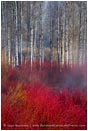 Rights Managed Stock Photo: Crimson Marsh