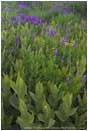 Royalty Free Stock Photo: Grouse Gap Lupine