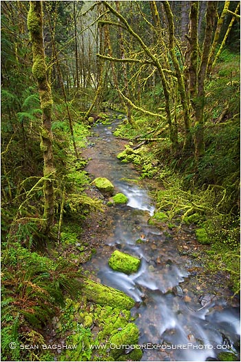 Print: Williams Creek