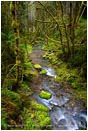 Print: Williams Creek