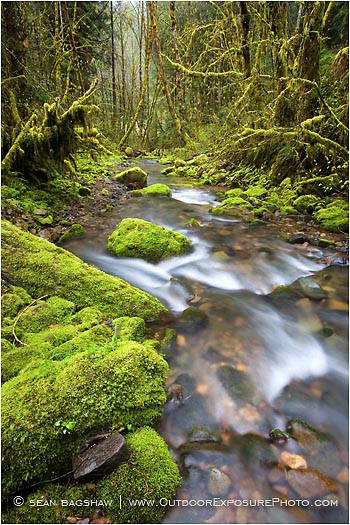 Rights Managed Stock Photo: Rain forest Runoff