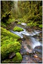 Rights Managed Stock Photo: Rain forest Runoff