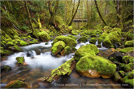 Print: The Bridge Over Williams Creek