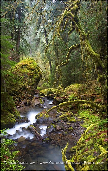Rights Managed Stock Photo: Enchanted Forest